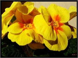 Prymula, Kwiaty, Żółta